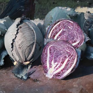 Red Klimaro Cabbage Thumbnail
